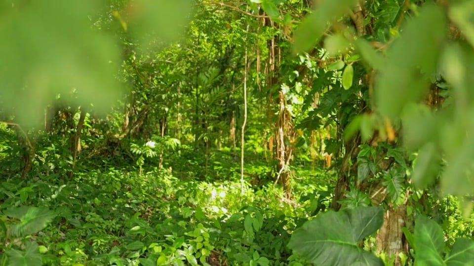 Sunlight falling through Jamaica’s green forest canopy